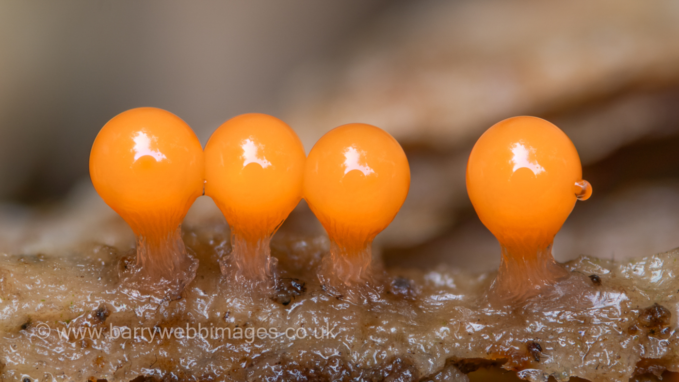 Photo © Barry Webb Hemitrichia serpula by Barry Webb